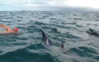 Стая дельфинов спасла пловца от акулы