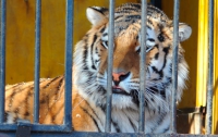 Подробности кровавой трагедии в Киевском зоопарке