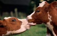 Украина рискует остаться без коров и свиней