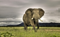На юге Африки устроили массовый отстрел слонов