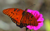В Великобритании началась перепись бабочек