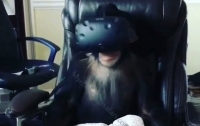 Пользователи вступились за шимпанзе в VR-очках (ВИДЕО)