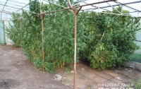 На Кировоградщине выявлено теплицу с коноплей на миллион гривен