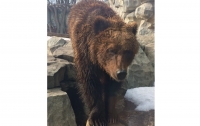 В Киевском зоопарке проснулась медведица