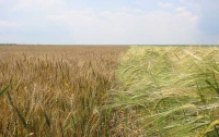 Урожай зерновых в Украине составит 39 млн тонн 