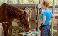 Ученые научили лошадей общаться с людьми