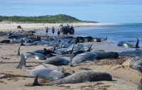 На берег Чили выбросились сотни китов