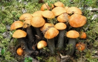 Трое детей отравились грибами на Ивано-Франковщине