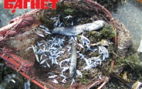 На Киевщине выявили почти 10 тонн рыбы и пельменей с «душком»