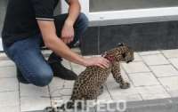 Люди из многоквартирного дома жалуются на леопарда