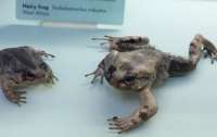 В Африці знайшли жабу-росомаху, яка випускає пазурі та відрощує волосся