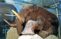 В России исследуют мозг мамонта