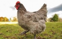 ЕС запретил курятину из Украины