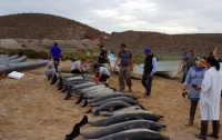 В Мексике на берег пляжа выбросились десятки дельфинов