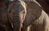 Намибия выставит на аукцион 170 слонов