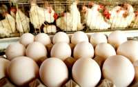 АМКУ проверяет стремительное подорожание куриных яиц
