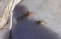 Из-за аномальной погоды в США аллигаторы вмерзли в лед