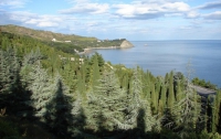 Крымские чиновники крутят аферы с лесом