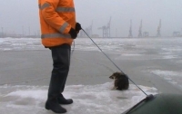 Собаку, уплывающую в море на льдине, спасли в Мариуполе
