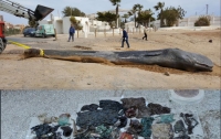 В Испании на берег вынесло кашалота с 29 килограммами пластика в желудке