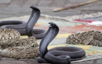 Ученые: из-за стресса змеи могут нападать первыми