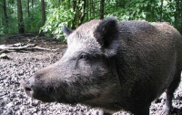 Самолет врезался в дикую свинью