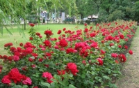 В Киеве высадят 7 миллионов цветов и 500 тысяч кустов роз