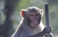 В Таиланде самец макаки напал на туристку