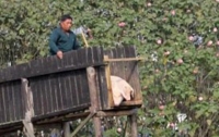 Китайский фермер заставил свиней заниматься спортом
