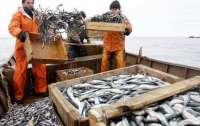Украина и Россия поделили рыбу в Азовском море