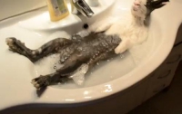 Домашний кролик релаксирует от купания в умывальнике (ВИДЕО)