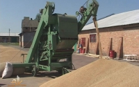 В 2012 году зерновой госоператор усилит собственные коммерческие закупки