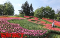 Как Киев обзавелся полем тюльпанов (ФОТО)