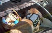 Кролик-полицейский: днепровские патрульные усилились милым сотрудником (фото)
