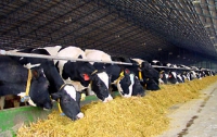 Аграрии Харьковщины увеличивают производство продукции животноводства