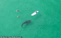 Самая большая акула в мире поплавала с отдыхающими и застряла в камнях