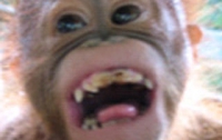 Человек унаследовал смех от обезьян