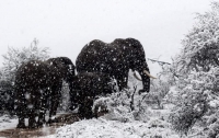 В Африке выпал снег (фото)
