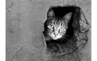 Жители Киева требуют признать бездомных котов частью городской экосистемы