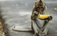 Врачи признали бананы опасными для здоровья 