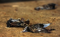 В США на Новый год прошел дождь из мертвых птиц