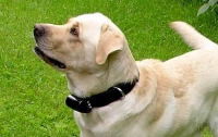Ошейник собаки Чарльза Диккенса ушел с молотка за $11,6 тысяч