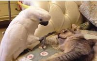 Попугай выучил кошачий язык, чтобы выжить (видео)
