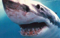 Белых акул сравнили с убийцами-психопатами