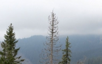 Из-за глобального потепления в Карпатах массово гибнут смереки