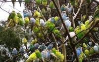 В Австралии попугаев настигло повальное пьянство 