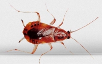 Испанию атаковал новый вид тараканов