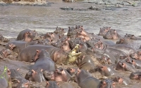 В Танзании несколько десятков бегемотов напали на крокодила