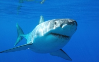 Ныряльщица отбилась от акулы с помощью приемов тхэквондо