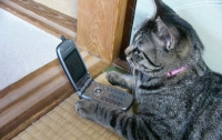 Кошка два часа набирала номер аварийной службы газа и молчал в трубку